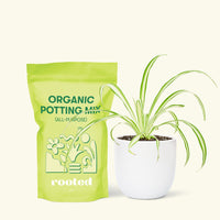 Small Variegated Spider Plant (Chlorophytum comosum variegata) in a white rounded pot and a bag of soil.