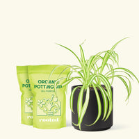 Medium Spider Plant (Chlorophytum comosum variegata) in a black cylinder pot and two bag of soil.