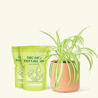 Medium Spider Plant (Chlorophytum comosum variegata) in a peach cylinder pot and two bag of soil.