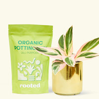 A bag of Organic Potting Mix to the left of a Stromanthe 'Triostar' in a gold cylinder ceramic pot.