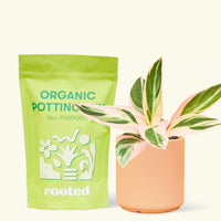A bag of Organic Potting Mix to the left of a Stromanthe 'Triostar' in a peach cylinder ceramic pot.