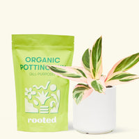 A bag of Organic Potting Mix to the left of a Stromanthe 'Triostar' in a white cylinder ceramic pot.