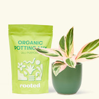 A bag of Organic Potting Mix to the left of a Stromanthe 'Triostar' in a forest rounded ceramic pot.