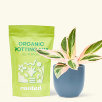 A bag of Organic Potting Mix to the left of a Stromanthe 'Triostar' in a indigo rounded ceramic pot.