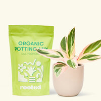 A bag of Organic Potting Mix to the left of a Stromanthe 'Triostar' in a pink rounded ceramic pot.