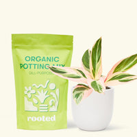 A bag of Organic Potting Mix to the left of a Stromanthe 'Triostar' in a white rounded ceramic pot.