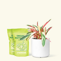 Stromanthe 'Triostar', Medium