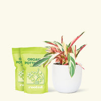 Stromanthe 'Triostar', Medium