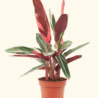 Stromanthe 'Triostar' in a 8" pot.