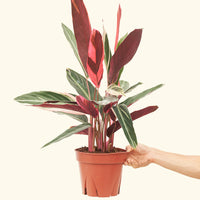 Stromanthe 'Triostar' in a 8" pot.