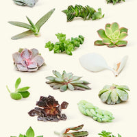 Assorted Succulents