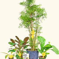 All trap shapes displayed in plants.