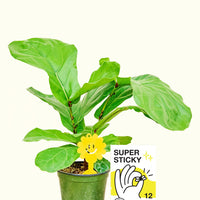 Super Sticky Gnat Traps displayed in a Ficus lyrata plant.