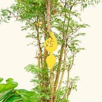 An aralia ming with a gnat trap hanging in the foliage with a twist tie.