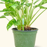 Moisture Meter, Medium