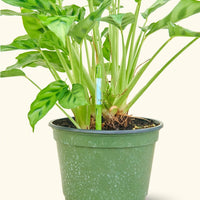 Moisture Meter, Large