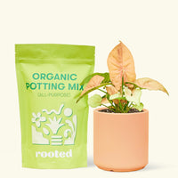 Small Pink Arrowhead in a peach cylinder pot and a bag of soil.