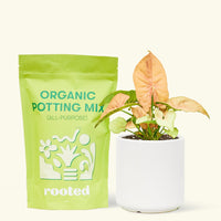 Small Pink Arrowhead in a white cylinder pot and a bag of soil.