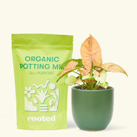 Small Pink Arrowhead in a green round pot and a bag of soil.