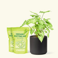 Medium White Arrowhead Plant (Syngonium podophyllum) in a black cylinder pot and two bag of soil.