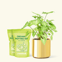 Medium White Arrowhead Plant (Syngonium podophyllum) in a gold cylinder pot and two bag of soil.
