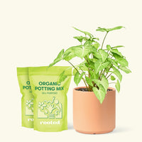 Medium White Arrowhead Plant (Syngonium podophyllum) in a peach cylinder pot and two bag of soil.