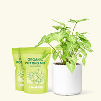 Medium White Arrowhead Plant (Syngonium podophyllum) in a white cylinder pot and two bag of soil.