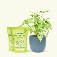 Medium White Arrowhead Plant (Syngonium podophyllum) in a indigo rounded pot and two bag of soil.