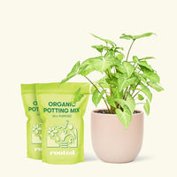 Medium White Arrowhead Plant (Syngonium podophyllum) in a pink rounded pot and two bag of soil.