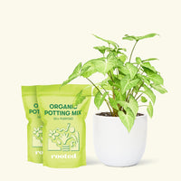Medium White Arrowhead Plant (Syngonium podophyllum) in a white rounded pot and two bag of soil.