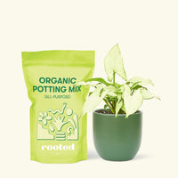 Small Arrowhead Plant White Butterfly (Syngonium podophyllum) in a green rounded pot and a bag of soil.