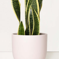 Ceramic Egg-Shaped Planter Planter Peach & Pebble Pink LG