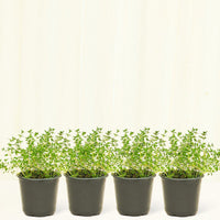 Thyme 4-Pack Plant Rooted