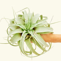 Notorious A.I.R. Plant Rooted