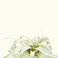 Notorious A.I.R. Plant Rooted