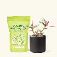 Small Tradescantia Nanouk (Tradescantia albiflora 'nanouk') in a black cylinder pot and a bag of soil.