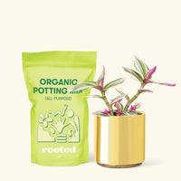 Small Tradescantia Nanouk (Tradescantia albiflora 'nanouk') in a gold cylinder pot and a bag of soil.