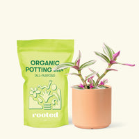 Small Tradescantia Nanouk (Tradescantia albiflora 'nanouk') in a peach cylinder pot and a bag of soil.