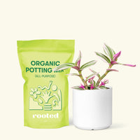 Small Tradescantia Nanouk (Tradescantia albiflora 'nanouk') in a white cylinder pot and a bag of soil.