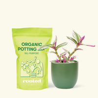 Small Tradescantia Nanouk (Tradescantia albiflora 'nanouk') in a green rounded pot and a bag of soil.