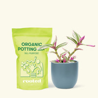 Small Tradescantia Nanouk (Tradescantia albiflora 'nanouk') in a indigo rounded pot and a bag of soil.