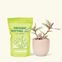 Small Tradescantia Nanouk (Tradescantia albiflora 'nanouk') in a pink rounded pot and a bag of soil.