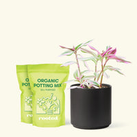 Medium Tradescantia 'Nanouk' (Tradescantia albiflora 'Nanouk') in a black cylinder pot and two bag of soil.