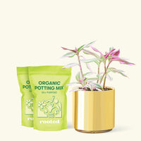 Medium Tradescantia 'Nanouk' (Tradescantia albiflora 'Nanouk') in a gold cylinder pot and two bag of soil.