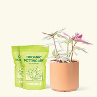 Medium Tradescantia 'Nanouk' (Tradescantia albiflora 'Nanouk') in a peach cylinder pot and two bag of soil.