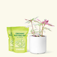 Medium Tradescantia 'Nanouk' (Tradescantia albiflora 'Nanouk') in a white cylinder pot and two bag of soil.