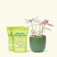 Medium Tradescantia 'Nanouk' (Tradescantia albiflora 'Nanouk') in a green rounded pot and two bag of soil.