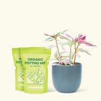 Medium Tradescantia 'Nanouk' (Tradescantia albiflora 'Nanouk') in a indigo rounded pot and two bag of soil.