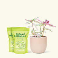 Medium Tradescantia 'Nanouk' (Tradescantia albiflora 'Nanouk') in a pink rounded pot and two bag of soil.