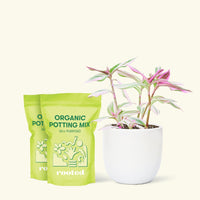 Medium Tradescantia 'Nanouk' (Tradescantia albiflora 'Nanouk') in a white rounded pot and two bag of soil.